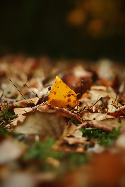 体育总监一 体育总监一