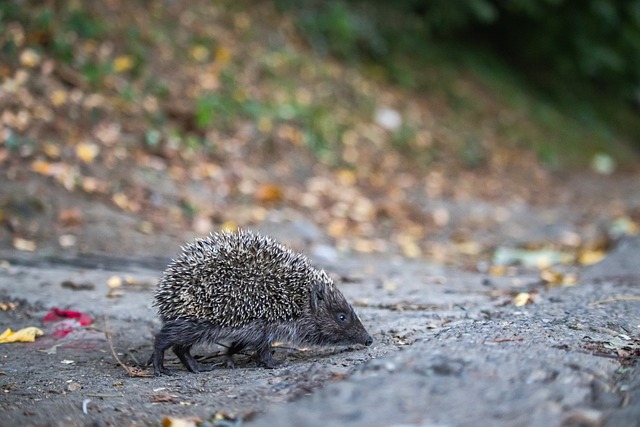 更加有條不 更加有條不