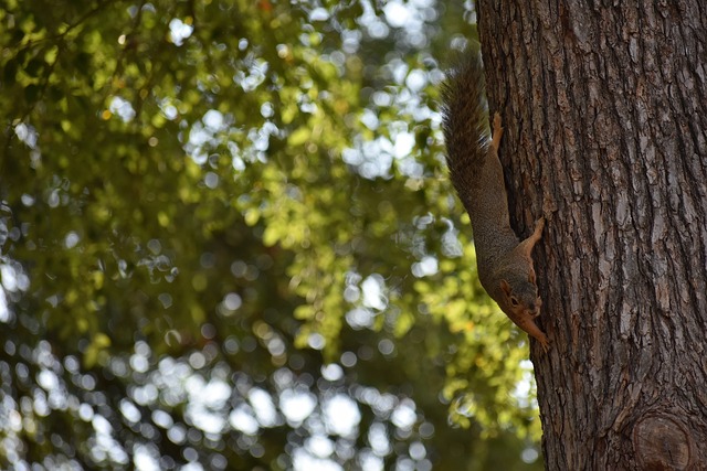 已为C罗备 已为C罗备